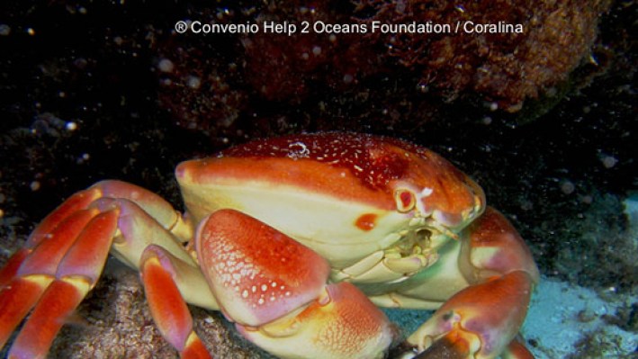 True Crabs (68)